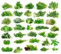 Vegetables collection on white background Royalty Free Stock Photo