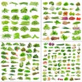 Vegetables collection on white background