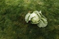 Vegetables concept, organic cabbage vegetable for good healthy, top view concept, green white cabbage for cooking food to Royalty Free Stock Photo