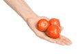 Vegetables and cooking theme: man's hand holding three red ripe tomatoes isolated on a white background in studio Royalty Free Stock Photo