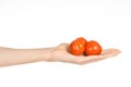 Vegetables and cooking theme: man's hand holding three red ripe tomatoes isolated on a white background in studio Royalty Free Stock Photo