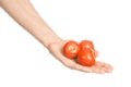 Vegetables and cooking theme: man's hand holding three red ripe tomatoes isolated on a white background in studio Royalty Free Stock Photo