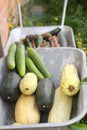 Vegetables crop - zucchini,carrot,beatroot on cart