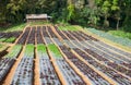 The vegetables cultivation or vegetable farm