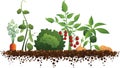 Vegetables and Dirt Garden Vector Illustration Silhouette Royalty Free Stock Photo