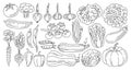 Vegetables drawn doodle linear style set healthy diet food farm product veggies farming harvest