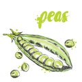 Vegetables drawn by hand. Vector vegetables. Food. Stock meal. Peas. Green pea.