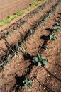 Vegetables,endive, cabbage onions ... planted in the garden with sunlight