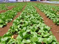 Vegetables Farm