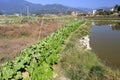 Vegetables farm near pond Royalty Free Stock Photo