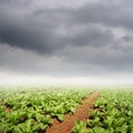 Vegetables fields and rain clouds for Agriculture Royalty Free Stock Photo