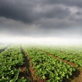 Vegetables fields and rainclouds