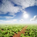 Vegetables fields and Sun Sky for life of Sufficient economy. Copy space.