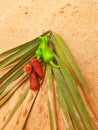 Vegetables food and fruits dates palms in desert