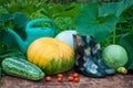 Vegetables, Rubber Boots And Watering Can In Garden. Royalty Free Stock Photo