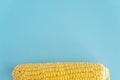 Vegetables and fruits, agriculture, gastronomy, harvest concept - flatly banner of fresh singl yellow head of corn on