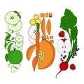 Vegetables fruits food botany large set illustration