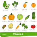 Vegetables and fruits with a high content of Vitamin A. Hand drawn vitamin set Royalty Free Stock Photo