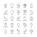 Vegetables fruits vegan linear icons analysis vector set design elements fruit vegetable fresh healthy food vector