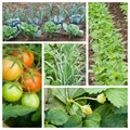 Vegetables garden collage Royalty Free Stock Photo