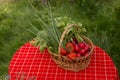 Vegetables from garden. Fresh Bio Vegetable in a Basket. Over Nature Background.