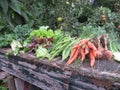 Vegetables - Garden - Gardening - organic food Royalty Free Stock Photo