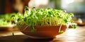 vegetables green fresh young sunflower sprouts on bowl for cooked food healthy 2