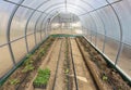 Vegetables in greenhouse drip irrigation Royalty Free Stock Photo