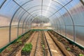 Vegetables in greenhouse drip irrigation Royalty Free Stock Photo