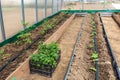 Vegetables in greenhouse drip irrigation Royalty Free Stock Photo