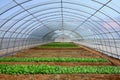 Vegetables in the greenhouses Royalty Free Stock Photo