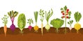 Vegetables in ground. Ripe carrot and tomatoes, planting roots veggie. Garden veggies, radish, onion, cabbage. Growing