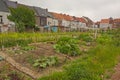 Vegetables growing in `Boerenhof` neighborhood garden in Rabot, Ghent