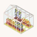 Vegetables growing in boxes with soil inside glass greenhouse. Isometric glasshouse with garden beds for crops