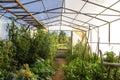 Veggies growing in hothouse Royalty Free Stock Photo