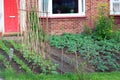 Vegetables growing in a front yard or garden.