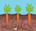 Vegetables growing in the ground. Carrots in bed underground. Worms are pests of plants in garden. Harvest and gardening Royalty Free Stock Photo