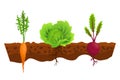 Vegetables growing in the ground. One line cabbage, beet, carrot. Plants showing root structure below ground level