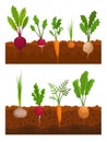 Vegetables growing in the ground. Plants showing root structure. Farm product for restaurant menu or market label