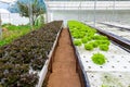 Vegetables growing with Hydroponic Gardening System.