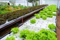 Vegetables growing with Hydroponic Gardening System.