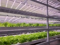 Vegetables are growing in indoor farm(vertical farm).