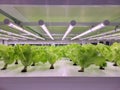 Vegetables are growing in indoor farm(vertical farm).