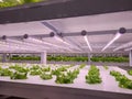 Vegetables are growing in indoor farm(vertical farm).