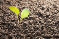 Vegetables growing