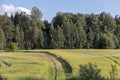 Vegetables growing in permaculture garden, traditional countryside landscape Royalty Free Stock Photo