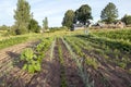 Vegetables growing in permaculture garden, traditional countryside landscape