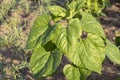 Vegetables growing in permaculture garden, traditional countryside landscape Royalty Free Stock Photo