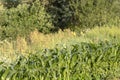 Vegetables growing in permaculture garden, traditional countryside landscape Royalty Free Stock Photo