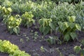 Vegetables growing in permaculture garden, traditional countryside landscape Royalty Free Stock Photo